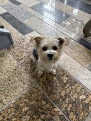 Found/Stray Male Dog last seen Granite discounter store, Jessup, MD 20794