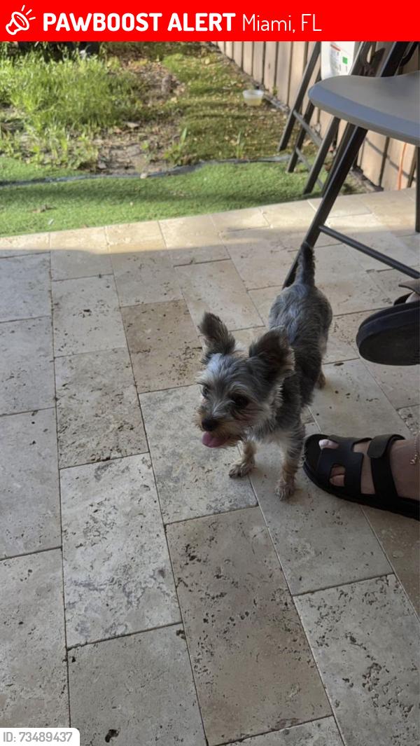Lost Female Dog last seen Near SW 39th Terrace, Miami, FL 33155