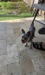 Lost Female Dog last seen Near SW 39th Terrace, Miami, FL 33155