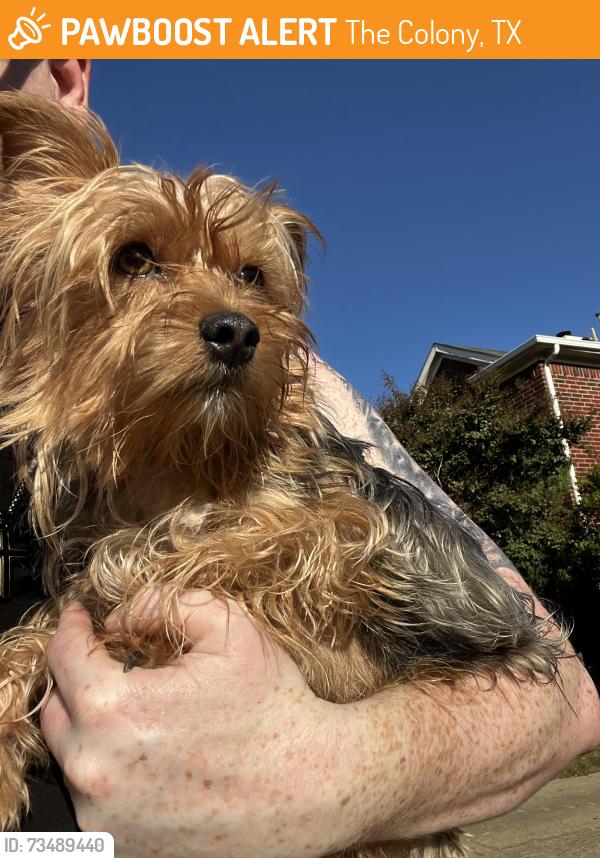 Found/Stray Male Dog last seen Paige Rd & Norris Dr, The Colony, TX 75056