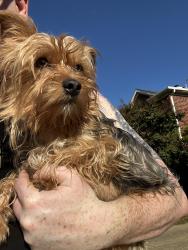 Found/Stray Male Dog last seen Paige Rd & Norris Dr, The Colony, TX 75056