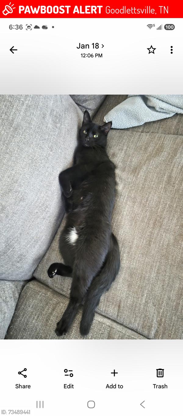 Lost Male Cat last seen Loretta drive, Goodlettsville, TN 37072