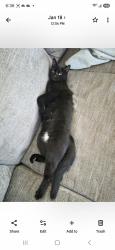 Lost Male Cat last seen Loretta drive, Goodlettsville, TN 37072