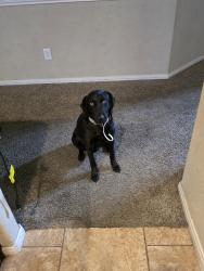 Reunited Male Dog last seen Tamarron, Fort Bend County, TX 77494