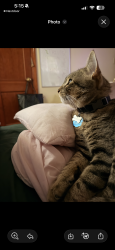 Reunited Male Cat last seen Heywood road Berry street, Richmond, VA 23224