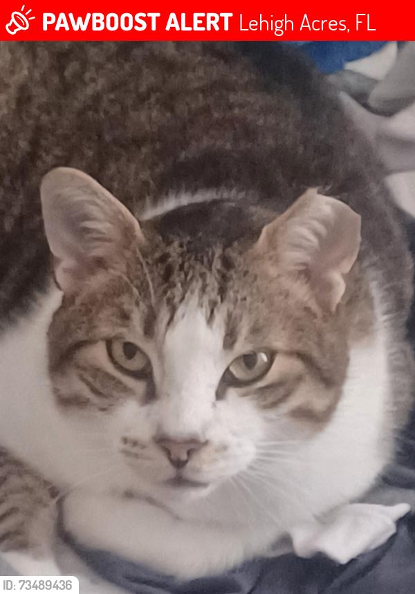 Lost Male Cat last seen Near Edward ave Lehigh Acres fl, Lehigh Acres, FL 33936
