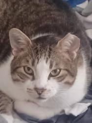 Lost Male Cat last seen Near Edward ave Lehigh Acres fl, Lehigh Acres, FL 33936
