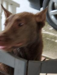 Found/Stray Female Dog last seen Oak street Hampton, Hampton, GA 30228