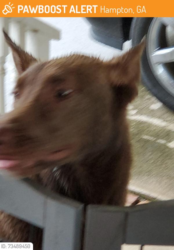 Found/Stray Female Dog last seen Oak street Hampton, Hampton, GA 30228