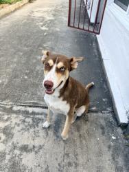 Found/Stray Female Dog last seen Fredericksburg rd and w Woodlawn Ave, San Antonio, TX 78201