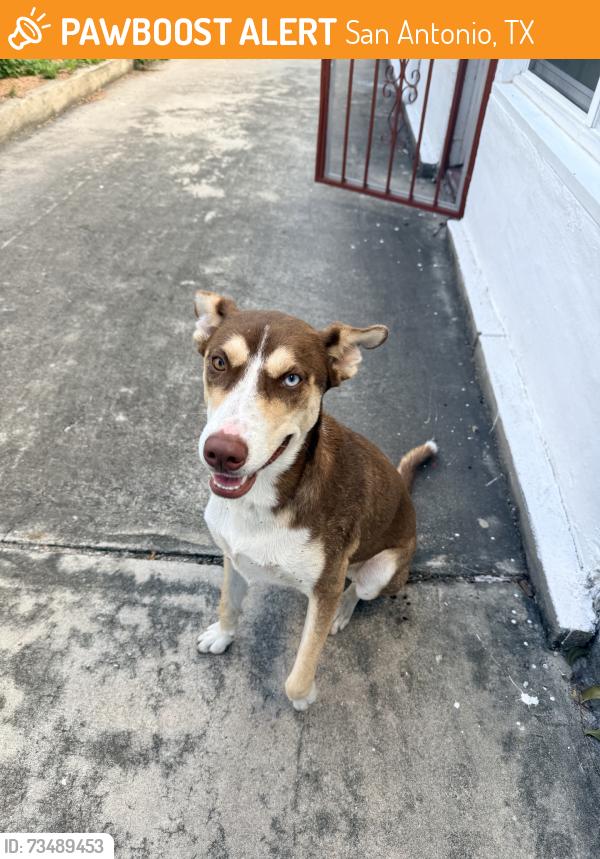 Found/Stray Female Dog last seen Fredericksburg rd and w Woodlawn Ave, San Antonio, TX 78201