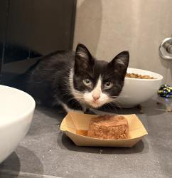 Found/Stray Unknown Cat last seen Belmont between Campbell and Elston, Chicago, IL 60618