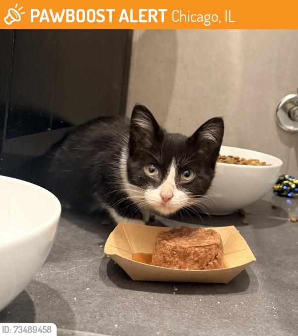 Found/Stray Unknown Cat last seen Belmont between Campbell and Elston, Chicago, IL 60618