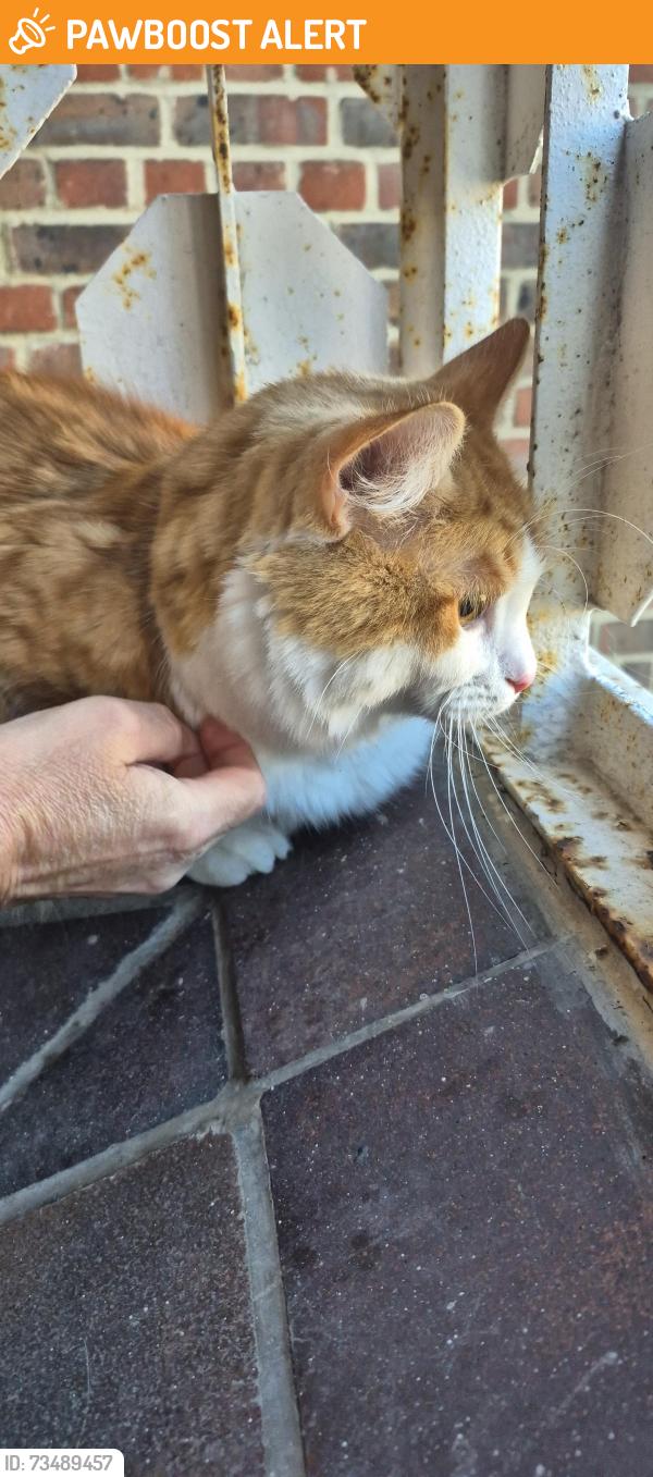 Found/Stray Unknown Cat last seen Anson hse, Greater London, England E1 4SS