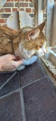 Found/Stray Unknown Cat last seen Anson hse, Greater London, England E1 4SS