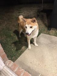 Reunited Male Dog last seen Lookout Pt., Fort Worth, TX 76179