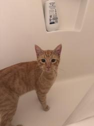 Found/Stray Male Cat last seen Spanish Peak Dr cndmniums, High Point, NC 27265