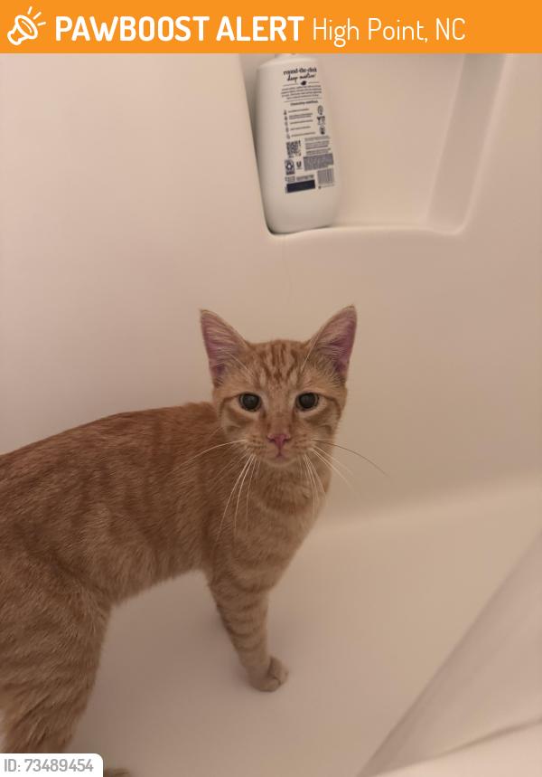 Found/Stray Male Cat last seen Spanish Peak Dr cndmniums, High Point, NC 27265