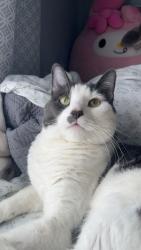 Lost Male Cat last seen Ferguson Dr, Rockingham County, VA 22802