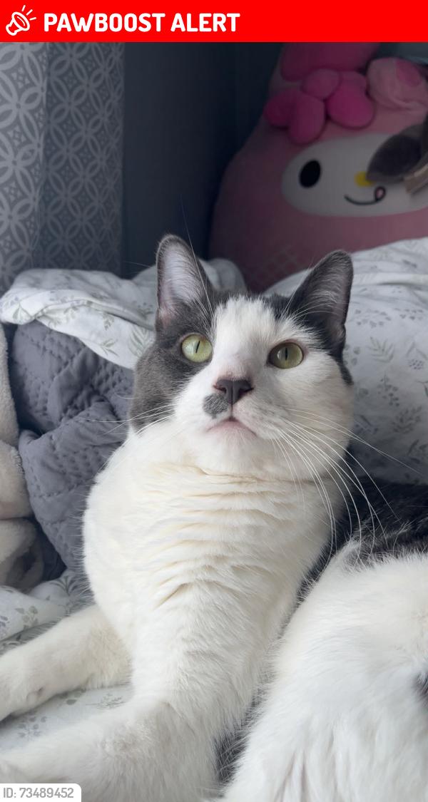 Lost Male Cat last seen Ferguson Dr, Rockingham County, VA 22802