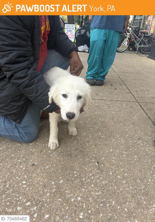 Found/Stray Male Dog last seen York Transfer Center, York, PA 17401