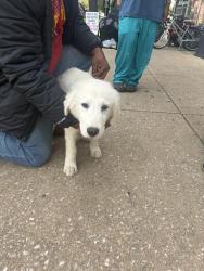 Found/Stray Male Dog last seen York Transfer Center, York, PA 17401