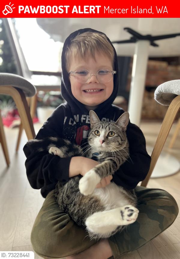 Lost Female Cat last seen 92nd Ave SE & SE 44th St, Mercer Island, WA 98040