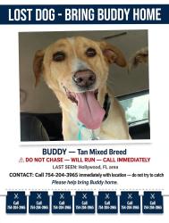 Lost Male Dog last seen Near 58th ave and Cody street, Hollywood, FL 33021