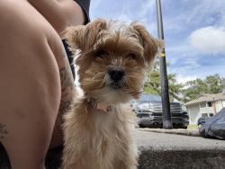 Reunited Female Dog last seen Wylds Rd, Wrightsboro. Augusta Mall, Augusta, GA 30909