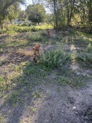 Reunited Unknown Dog last seen La Entrada, Los Lunas, NM 87031