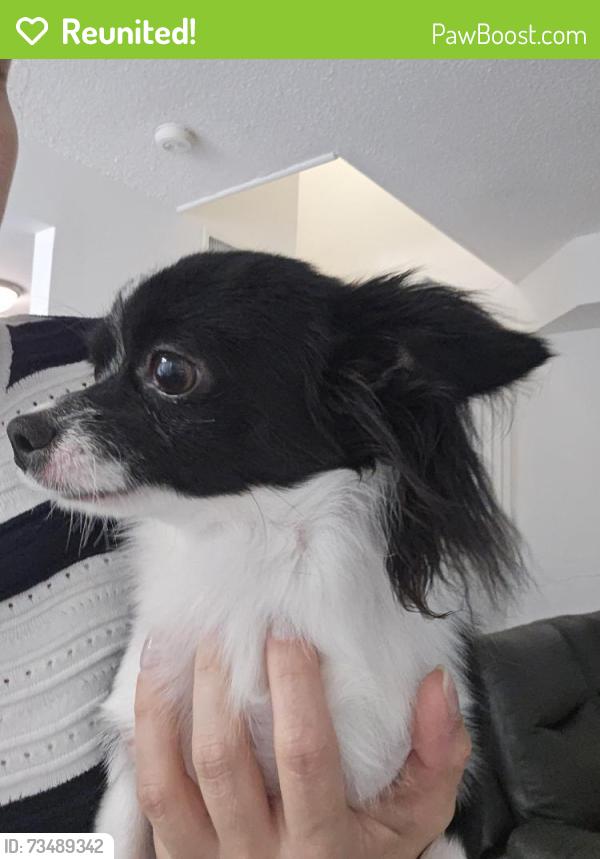 Reunited Male Dog last seen Tiffany Lakes, Miami, FL 33193