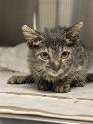Shelter Stray Male Cat last seen Near BLOCK FLAGAMI BLVD, 3599 NW 79th Ave, Doral, FL 33122, USA