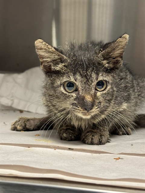 Shelter Stray Male Cat last seen Near BLOCK FLAGAMI BLVD, 3599 NW 79th Ave, Doral, FL 33122, USA