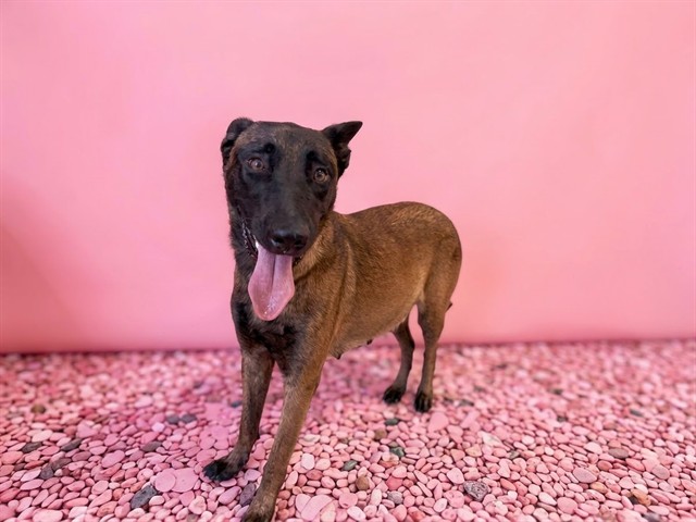 Shelter Stray Female Dog last seen SW 143 AVE & SW 100 LN, 3599 NW 79th Ave, Doral, FL 33122, USA