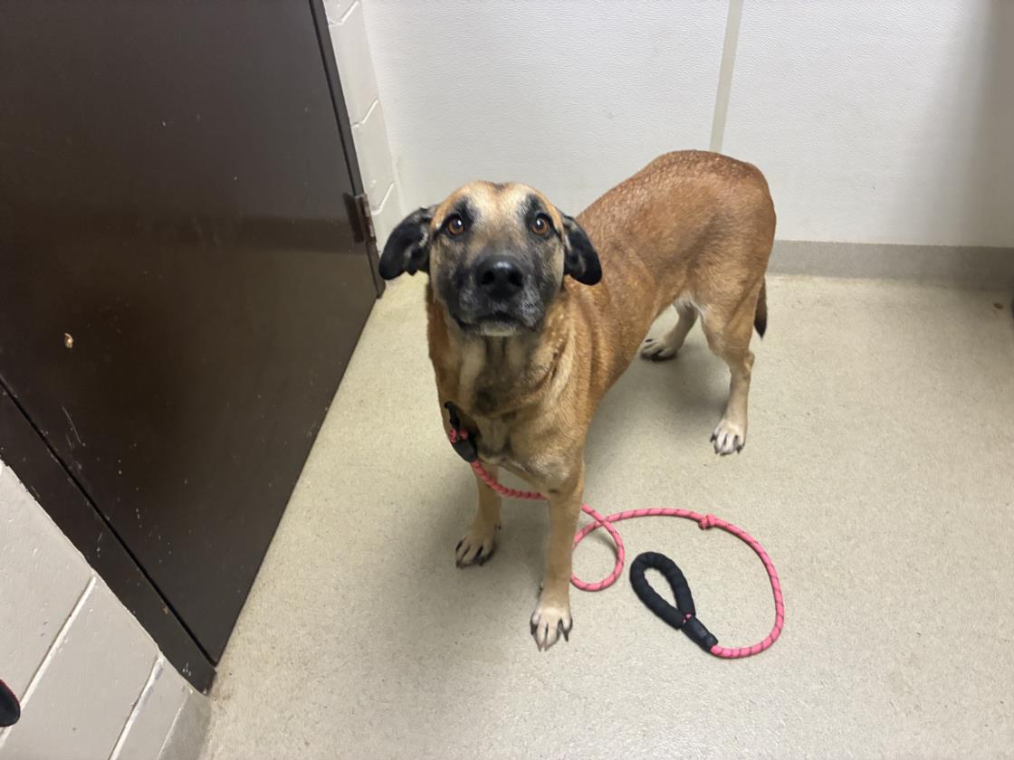 Shelter Stray Female Dog last seen HW 54, 1601 Eubanks Rd, Chapel Hill, NC 27516, USA