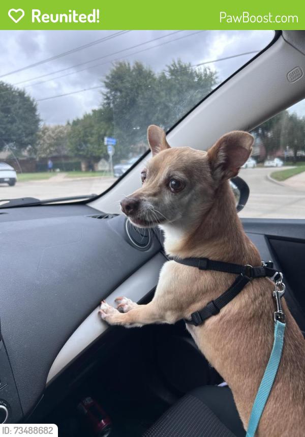 Reunited Male Dog last seen Rosemeade and Josey, Carrollton, TX 75007