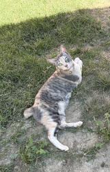 Lost Female Cat last seen Madera, Lemon Grove, CA 91945