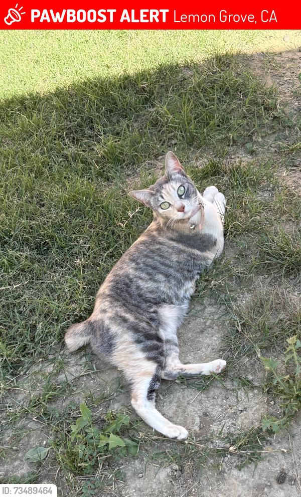 Lost Female Cat last seen Madera, Lemon Grove, CA 91945