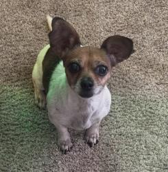 Reunited Female Dog last seen Carolina and Beaufort, Fort Worth, TX 76123
