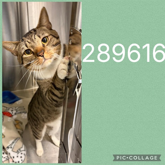 Shelter Stray Male Cat last seen RIVERSIDE DR, 4214 Fulton Mill Rd, Macon, GA 31216, USA