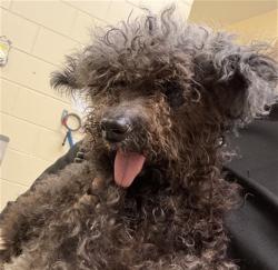 Shelter Stray Male Dog last seen FOUND ON MILLWOOOD DR IN SANFORD, 232 Eslinger Way, Sanford, FL 32773, USA