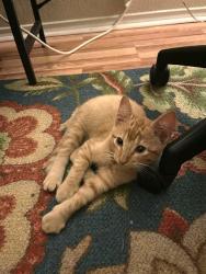 Shelter Stray Female Cat last seen , 4710 TX-151, San Antonio, TX 78227, USA
