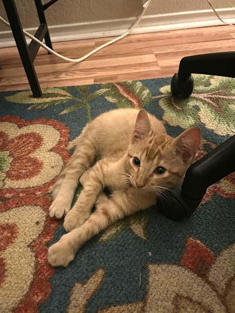 Shelter Stray Female Cat last seen , 4710 TX-151, San Antonio, TX 78227, USA