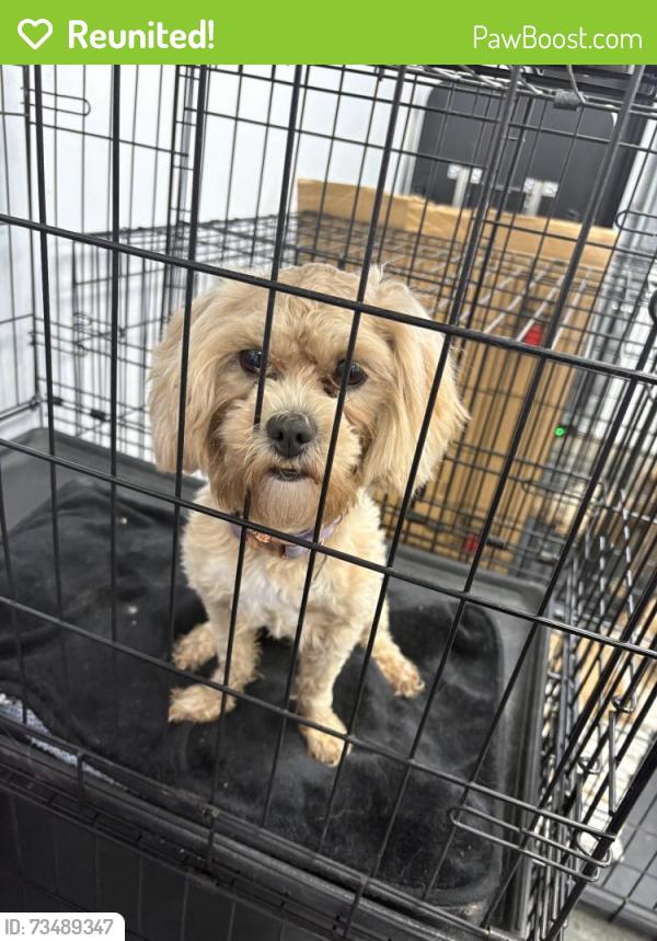 Reunited Female Dog last seen Near Warner Rd, Pfafftown, NC 27040, USA, Pfafftown, NC 27040