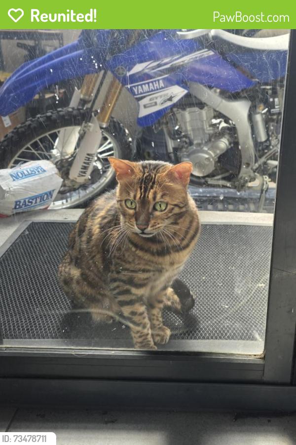 Reunited Male Cat last seen Taylor street Ngunnawal, Ngunnawal, ACT 2913