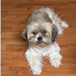 Reunited Male Dog last seen Sheryl drive, San Pablo, CA 94804