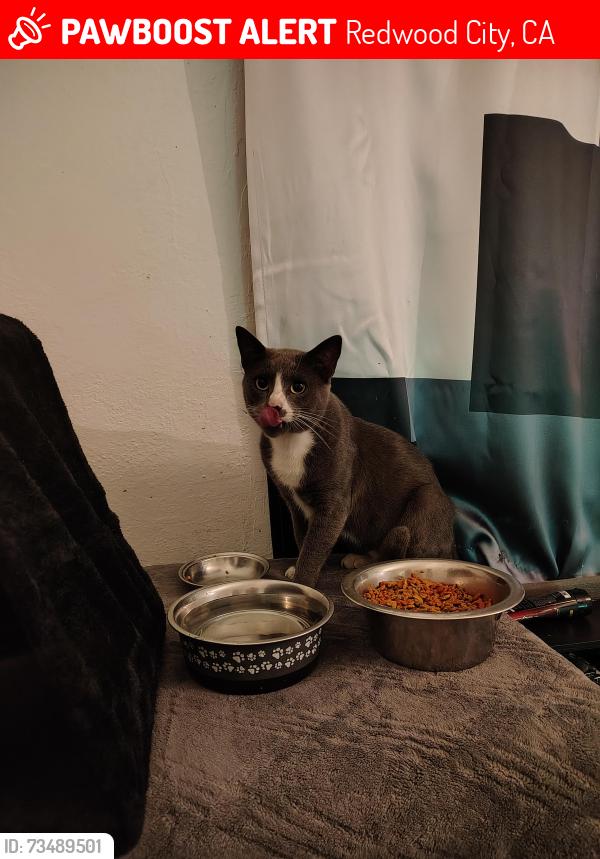 Lost Male Cat last seen Near Blenheim Avenue, Redwood City, CA 94063