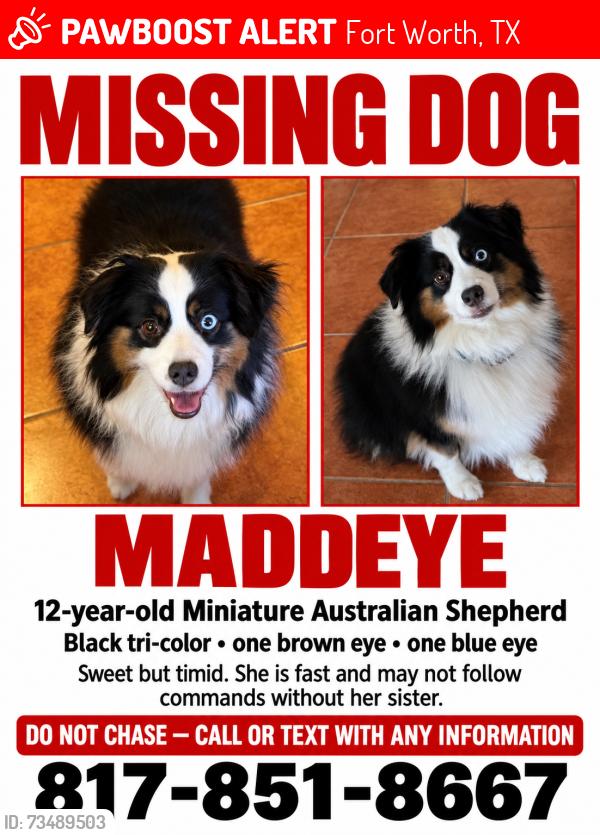 Lost Female Dog last seen North Riverside Drive, Fort Worth, Tx, Usa, Fort Worth, TX 76137