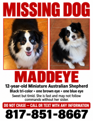 Lost Female Dog last seen North Riverside Drive, Fort Worth, Tx, Usa, Fort Worth, TX 76137