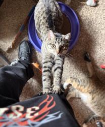Lost Male Cat last seen W Walker rd, Doty brook, Saint Johns, MI 48879